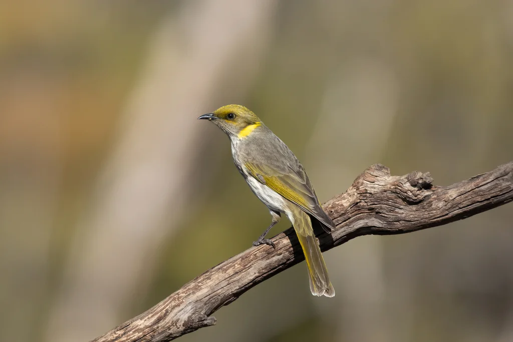 黄痣吸蜜鸟(Ptilotula ornata)