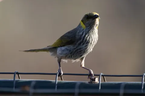黄痣吸蜜鸟