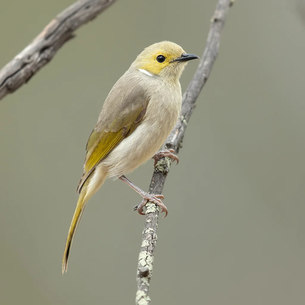 白痣吸蜜鸟(Ptilotula penicillata)