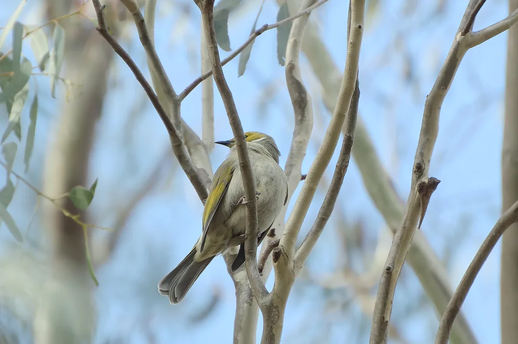 白痣吸蜜鸟(Ptilotula penicillata)