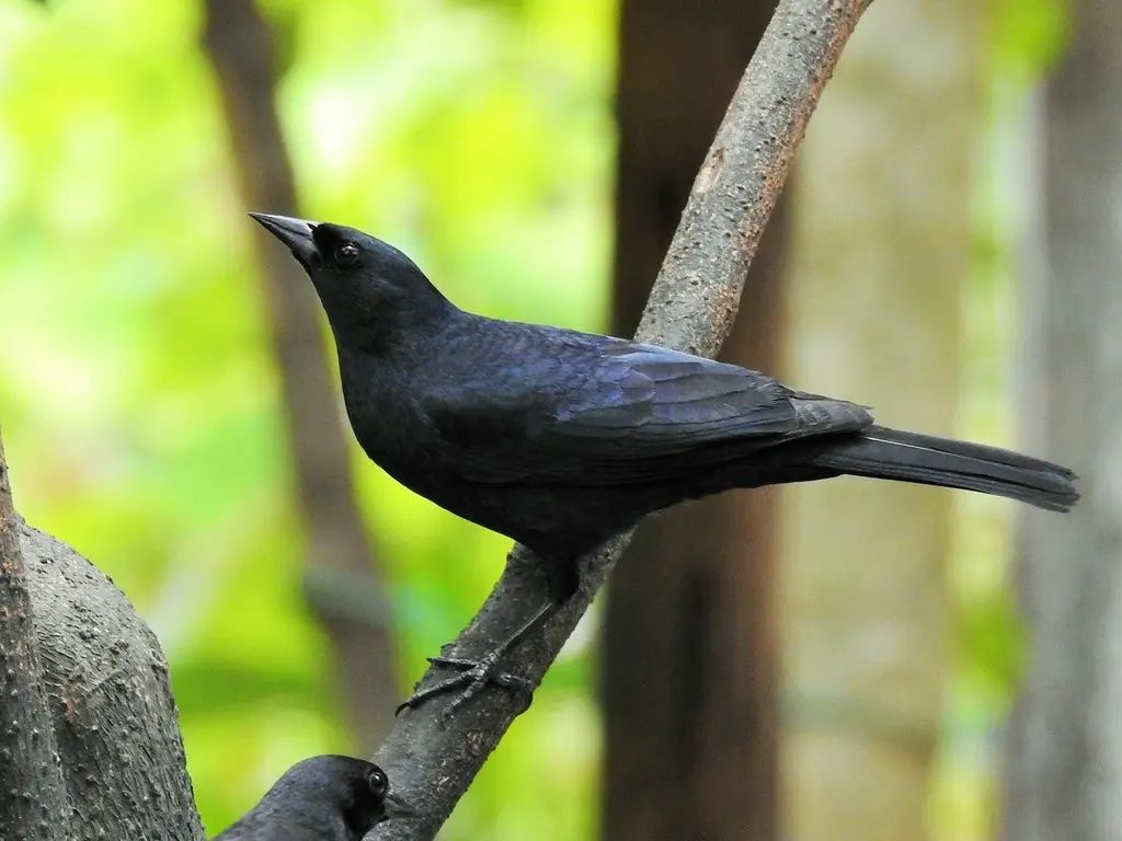 古巴黑鹂(Ptiloxena atroviolacea)