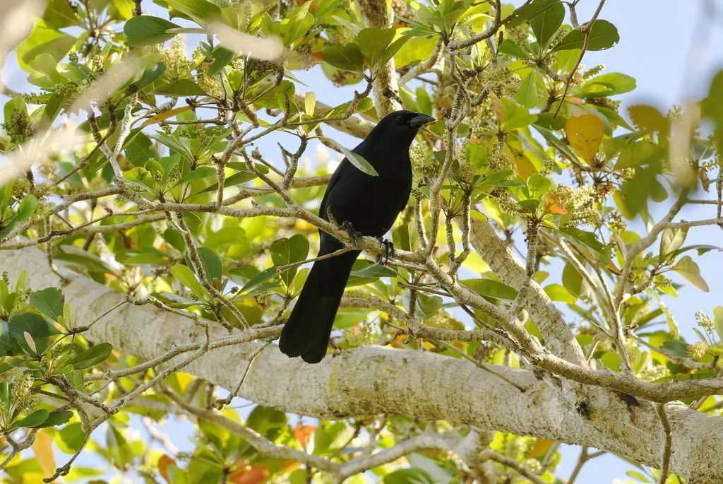 古巴黑鹂(Ptiloxena atroviolacea)