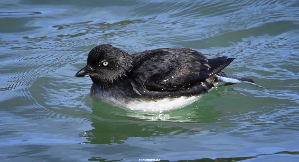 海雀(Ptychoramphus aleuticus)