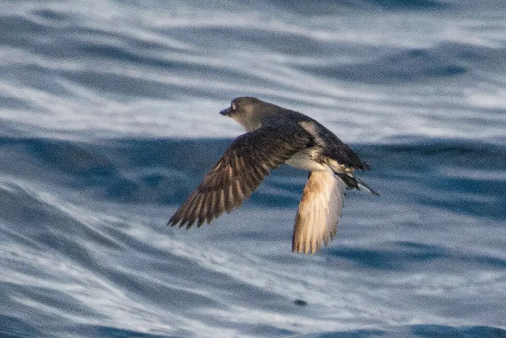 海雀(Ptychoramphus aleuticus)