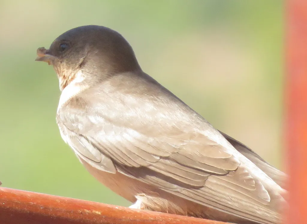 非洲岩燕（Ptyonoprogne fuligula）