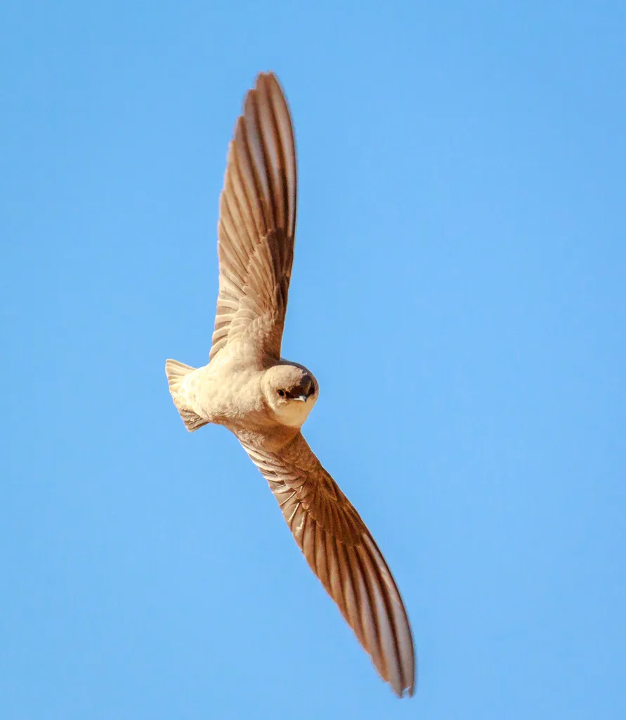 灰喉燕(Ptyonoprogne obsoleta)
