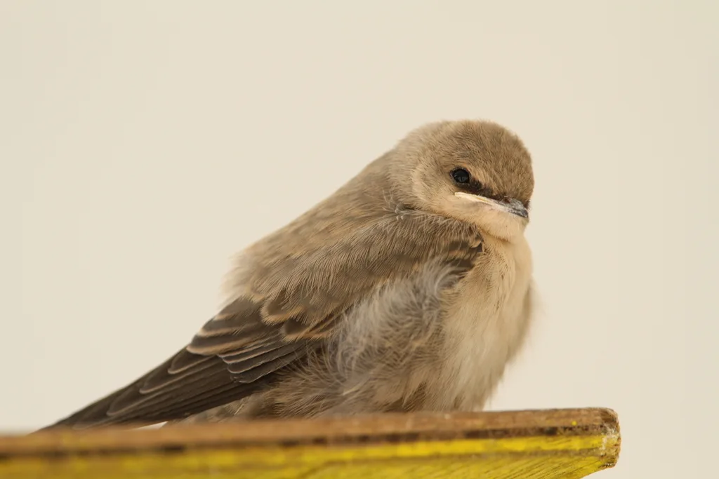 灰喉燕(Ptyonoprogne obsoleta)