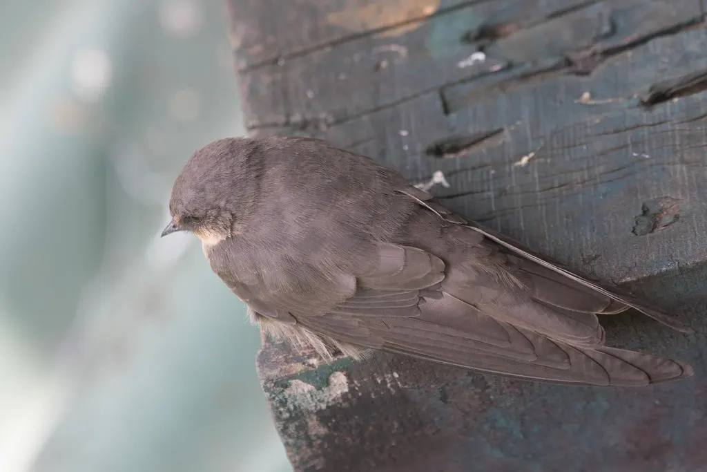 红喉岩燕(Ptyonoprogne rufigula)