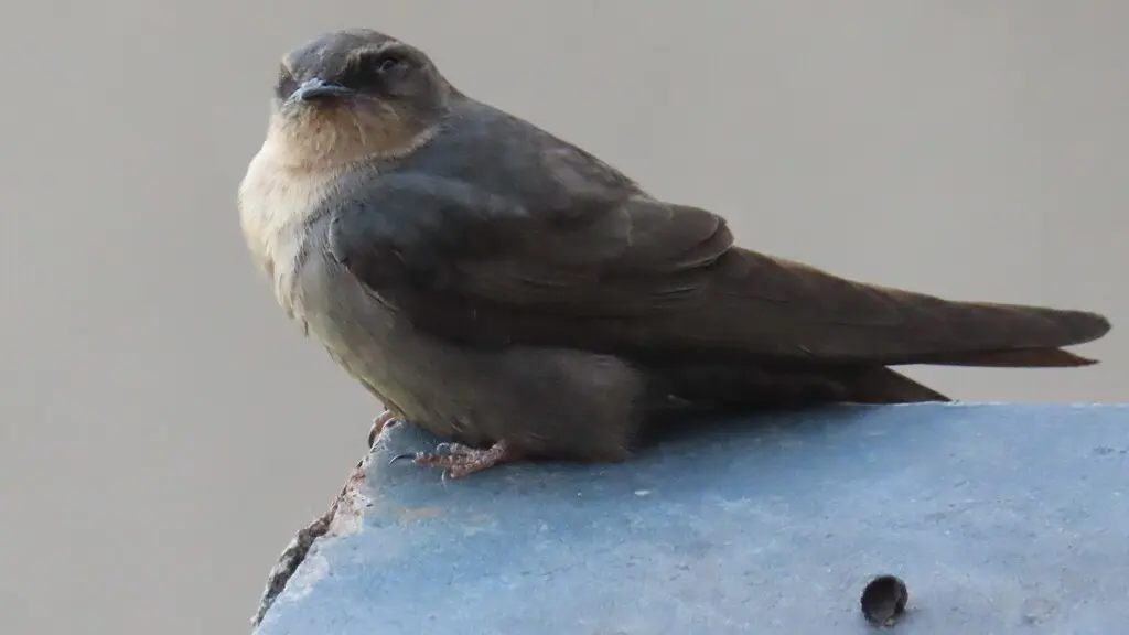 红喉岩燕(Ptyonoprogne rufigula)