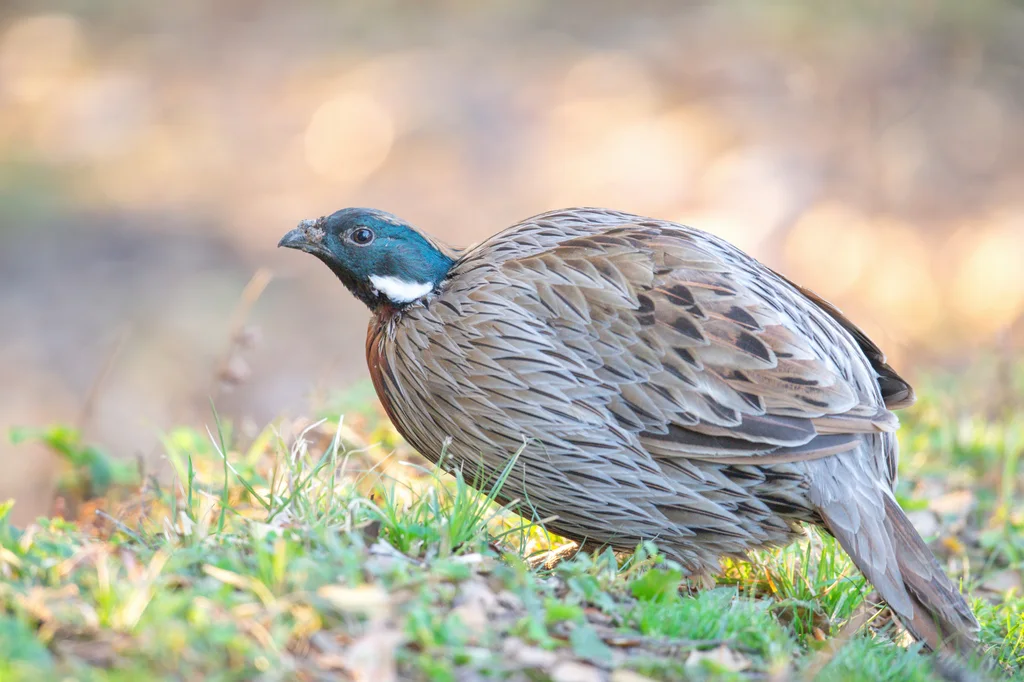 勺鸡(Pucrasia macrolopha)