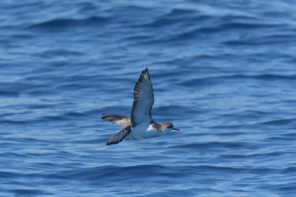 小鹱(Puffinus assimilis)