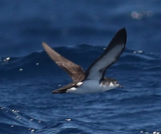 佛得角小鹱(Puffinus boydi)