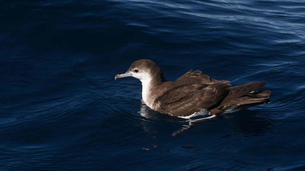 奥氏鹱(Puffinus lherminieri)