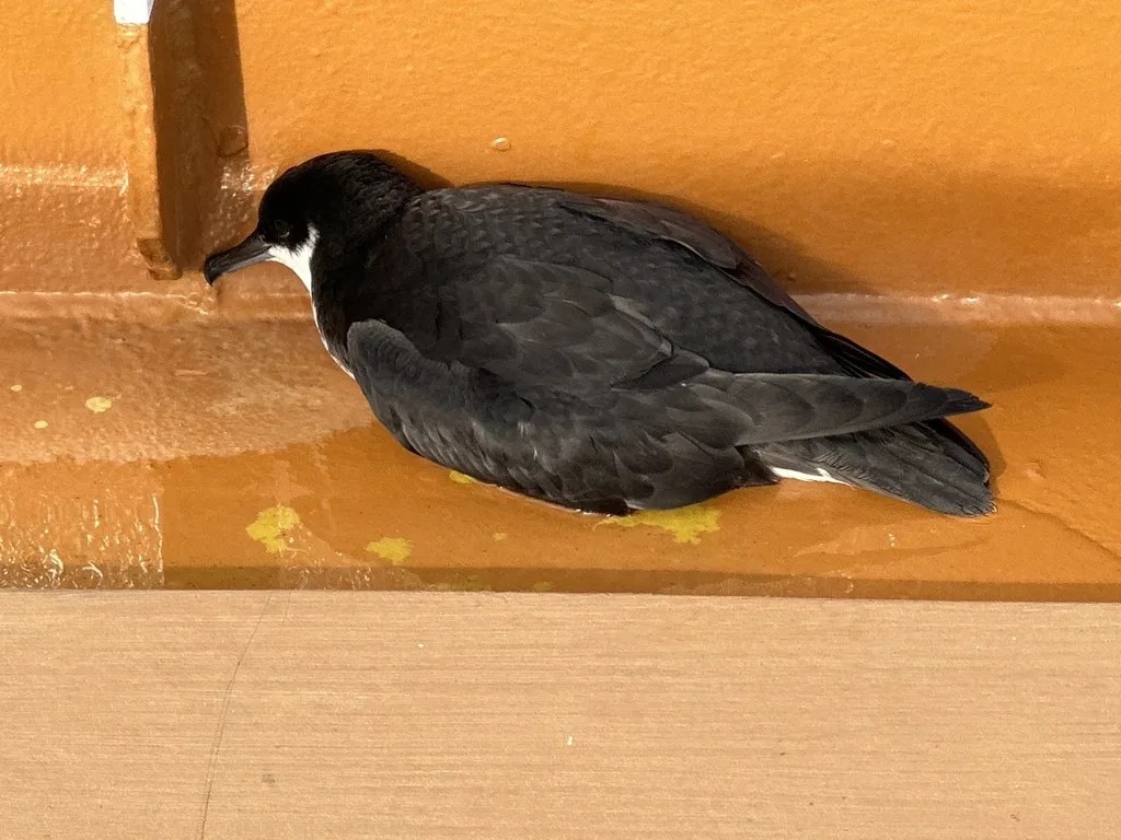 夏威夷鹱(Puffinus newelli)