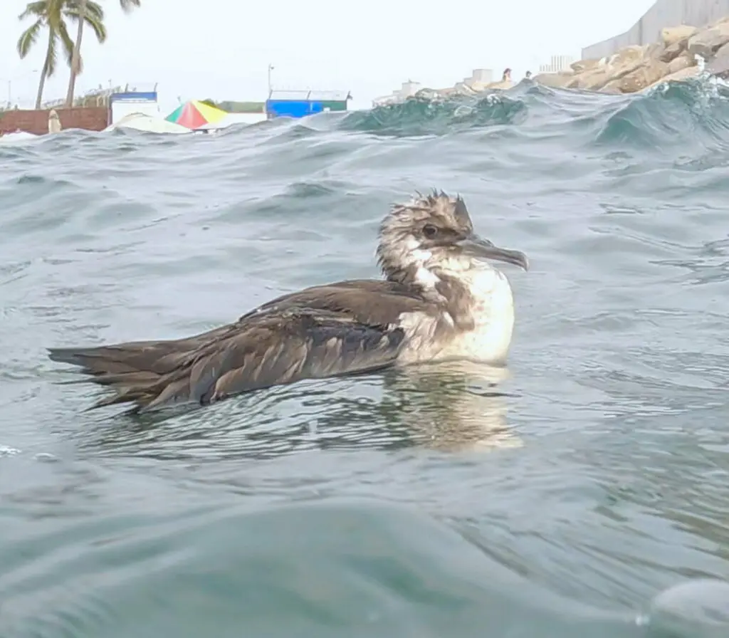 黑臀鹱(Puffinus opisthomelas)