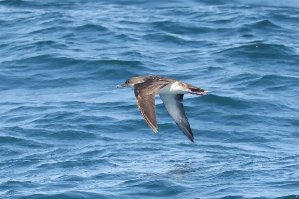 黑臀鹱(Puffinus opisthomelas)