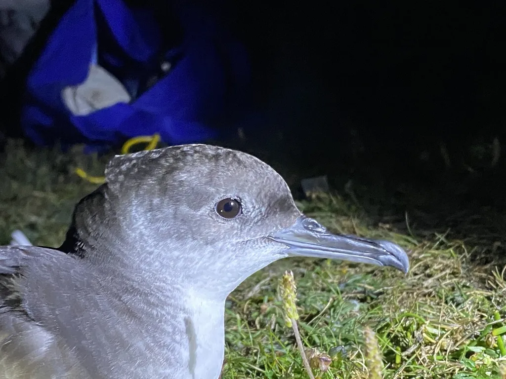 大西洋鹱(Puffinus puffinus)