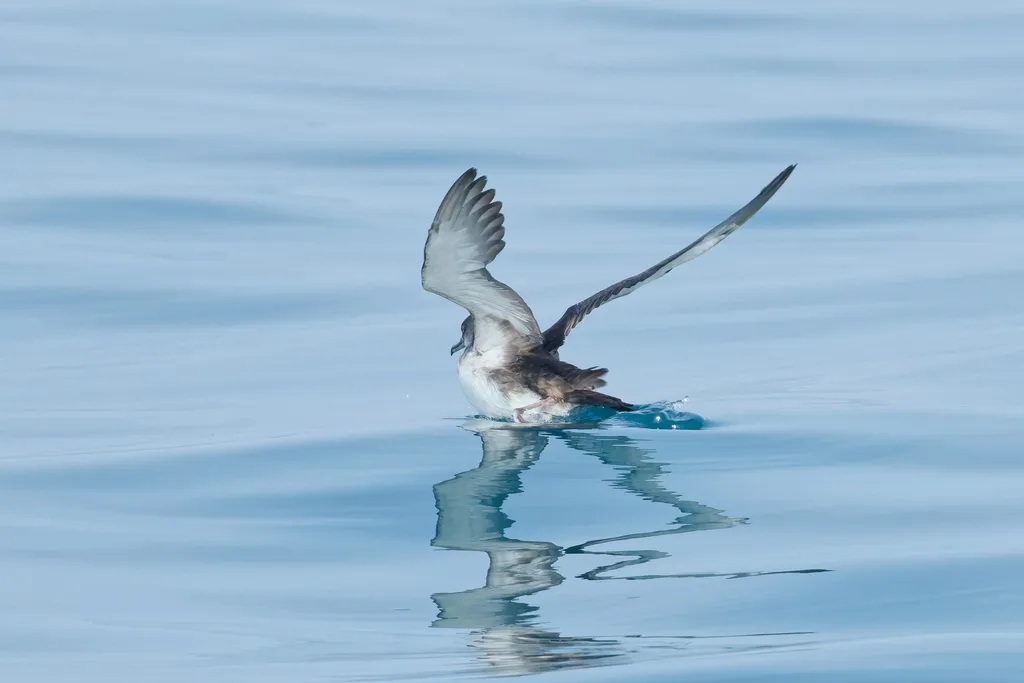 地中海鹱（Puffinus yelkouan）