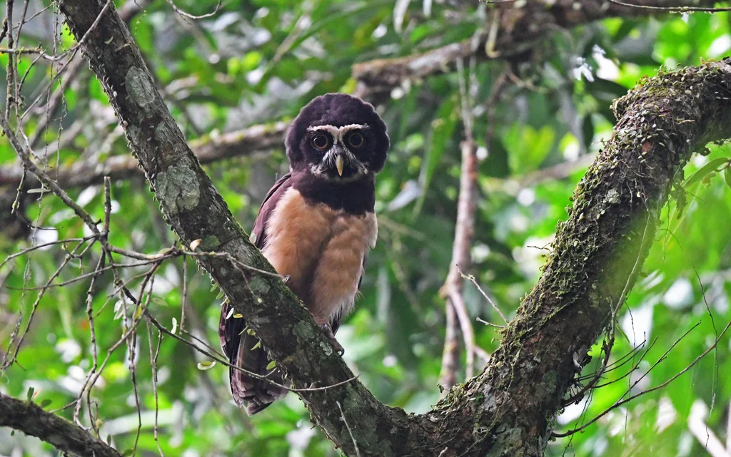眼镜鸮(Pulsatrix perspicillata)