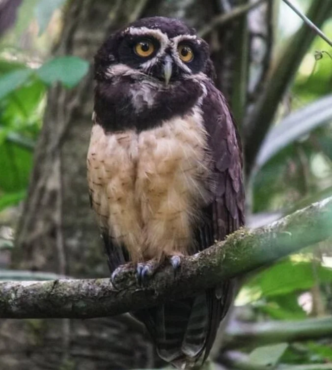 眼镜鸮(Pulsatrix perspicillata)