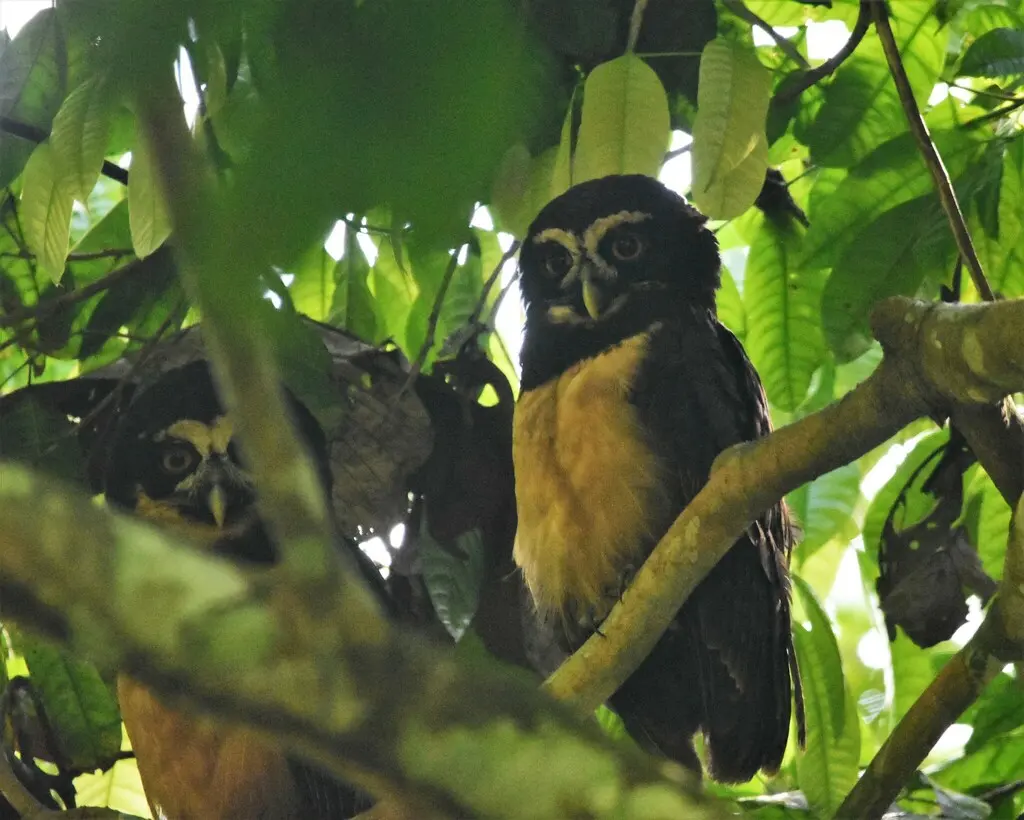 眼镜鸮(Pulsatrix perspicillata)