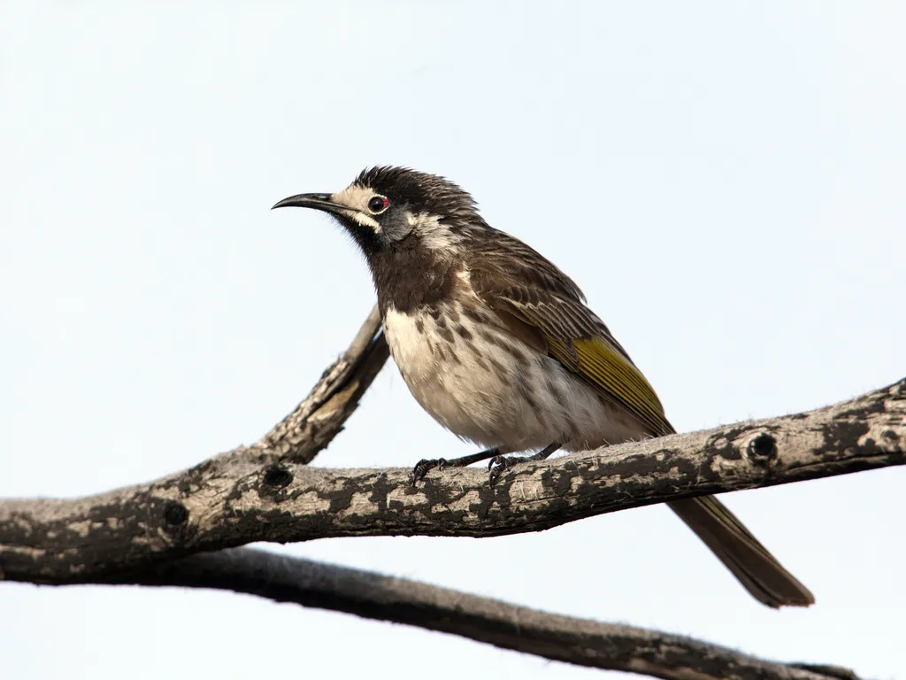白额澳蜜鸟(Purnella albifrons)