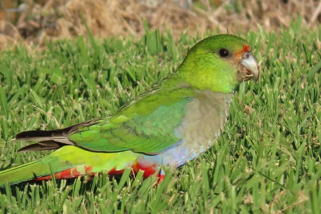 红顶鹦鹉(Purpureicephalus spurius)
