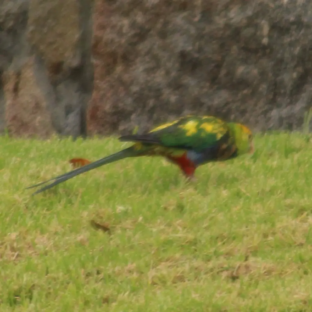 红顶鹦鹉(Purpureicephalus spurius)