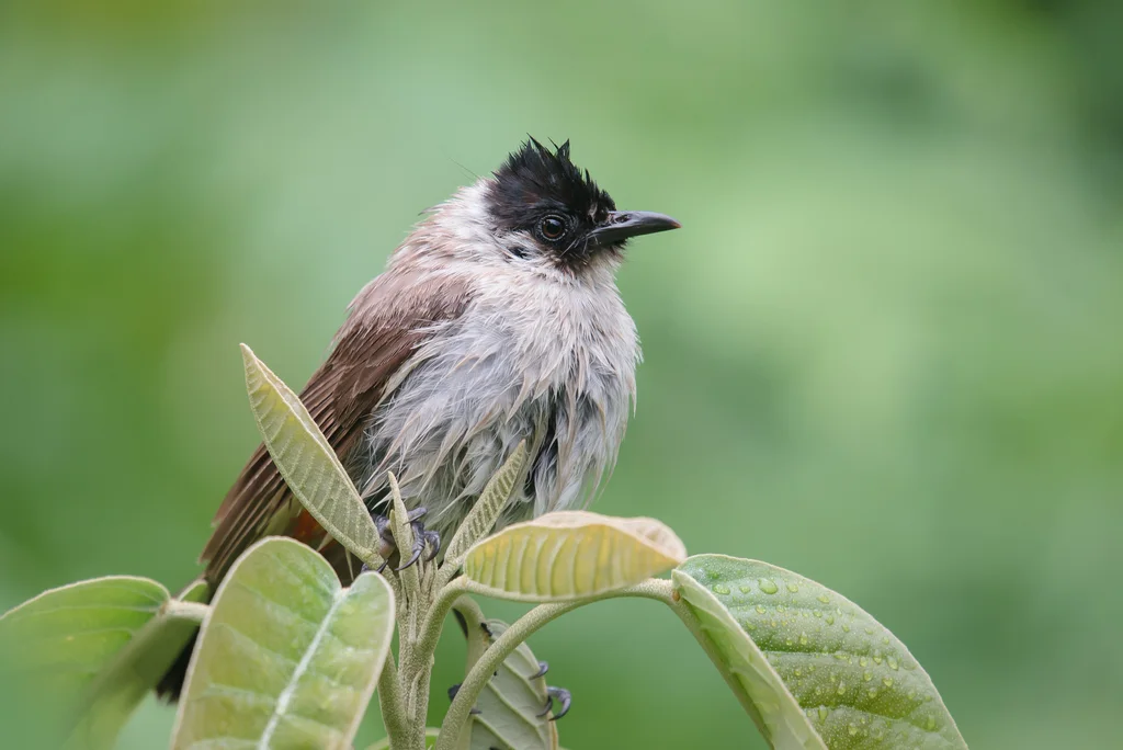 白喉红臀鹎(Pycnonotus aurigaster)