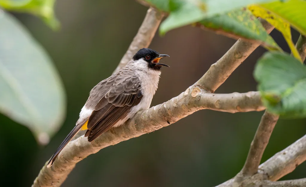 白喉红臀鹎(Pycnonotus aurigaster)