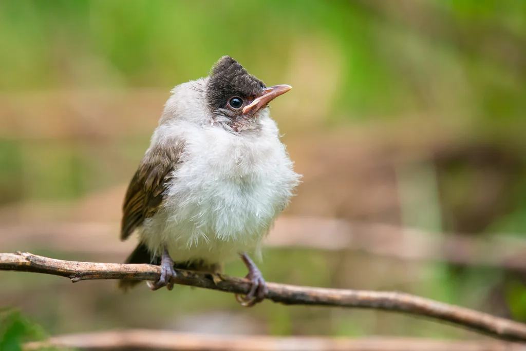 白喉红臀鹎(Pycnonotus aurigaster)