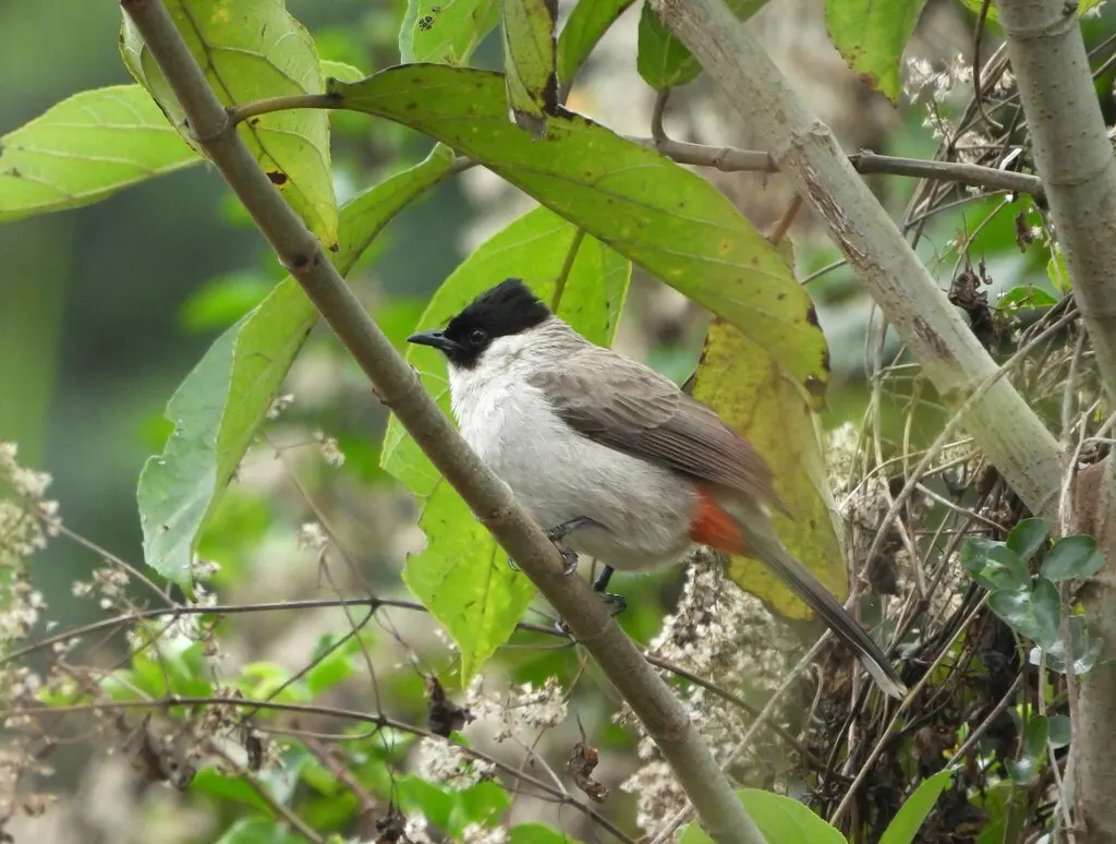 白喉红臀鹎(Pycnonotus aurigaster)