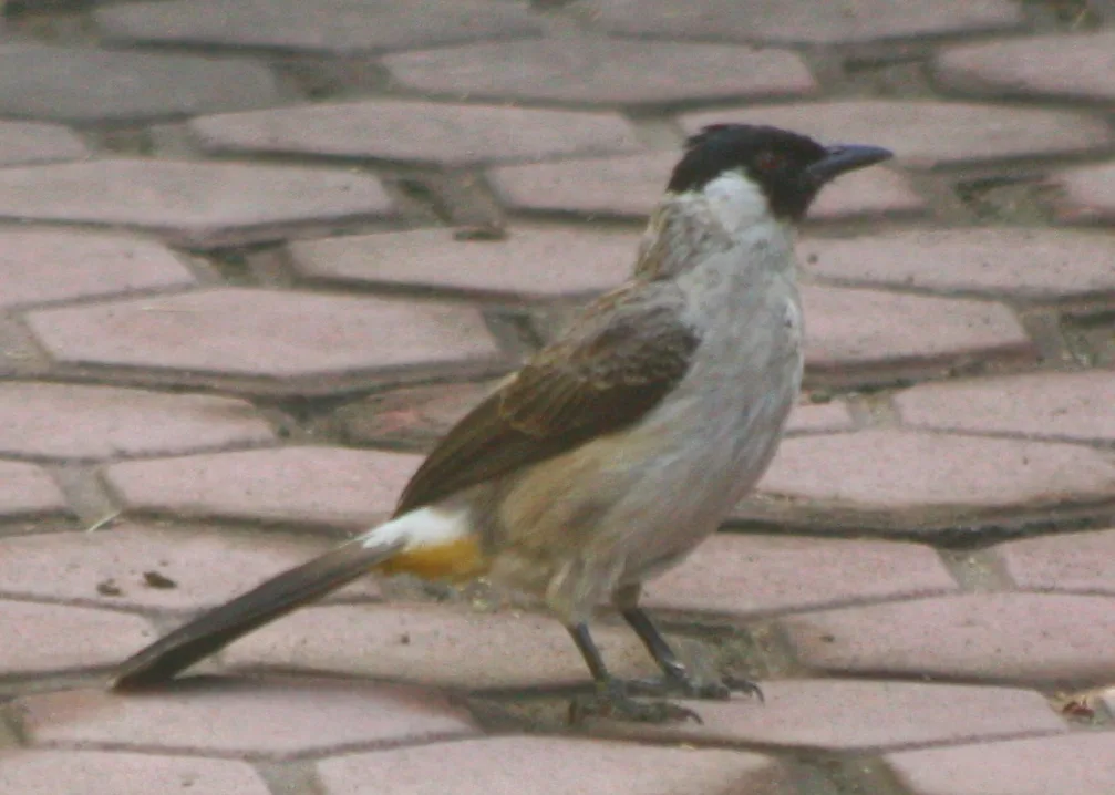 白喉红臀鹎(Pycnonotus aurigaster)