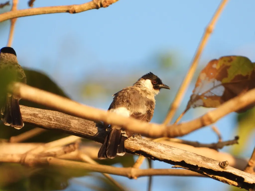 白喉红臀鹎(Pycnonotus aurigaster)