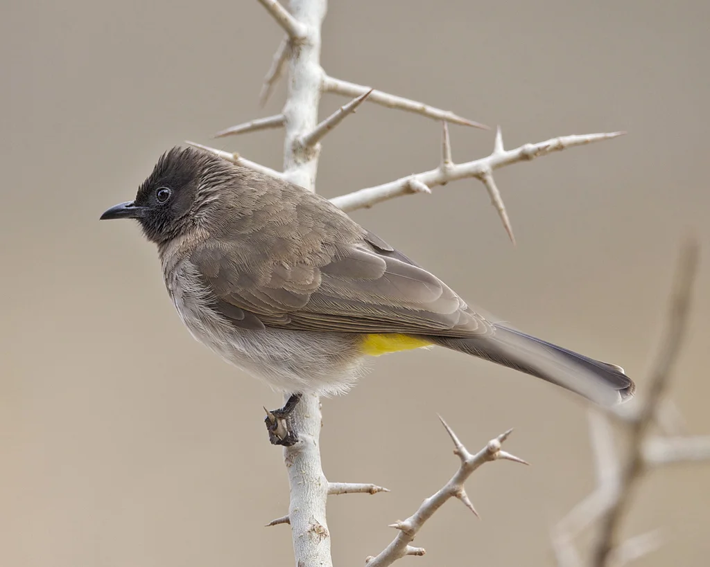 黑眼鹎(Pycnonotus barbatus)