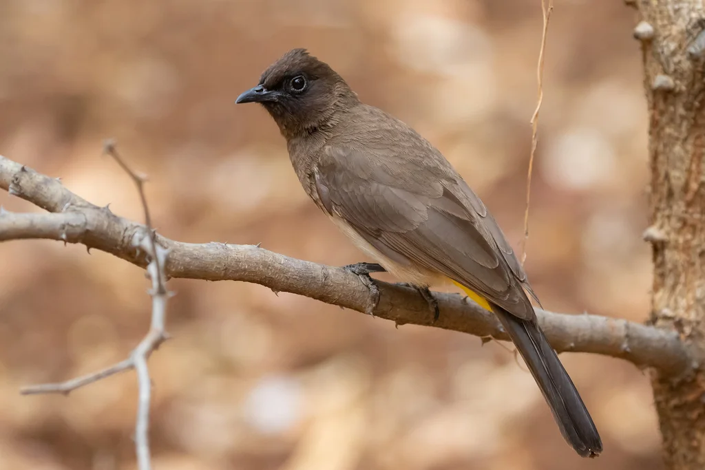 黑眼鹎(Pycnonotus barbatus)