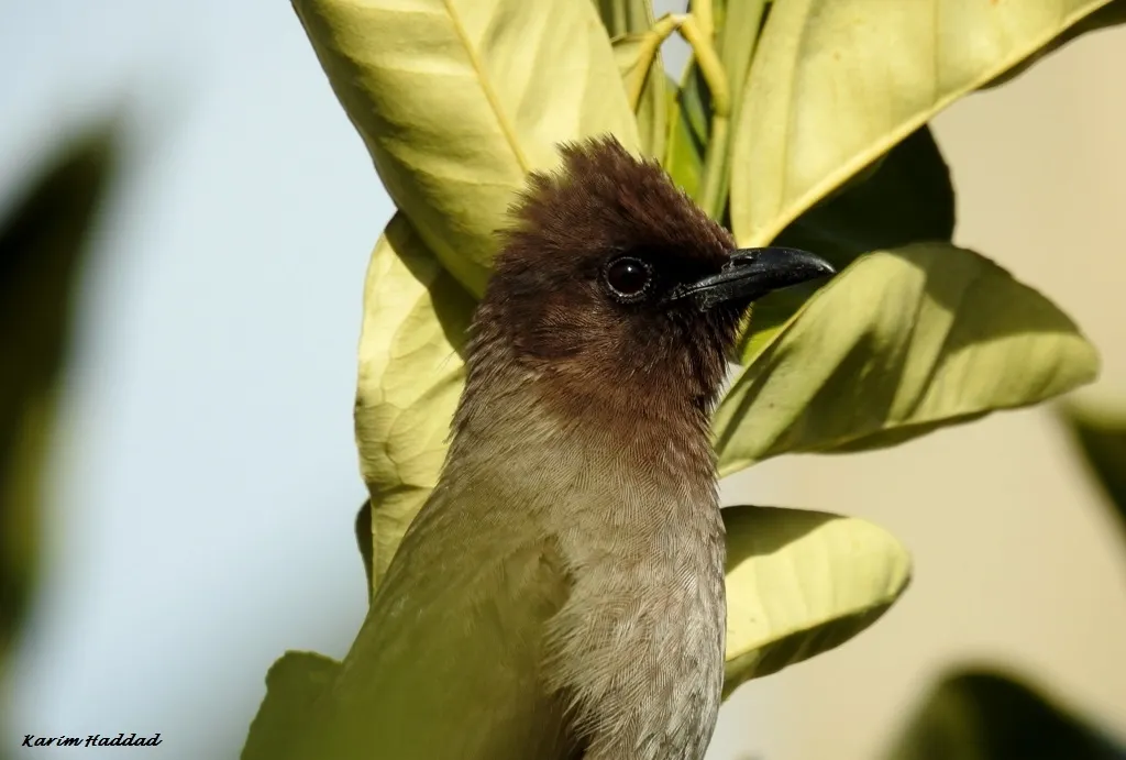 黑眼鹎(Pycnonotus barbatus)