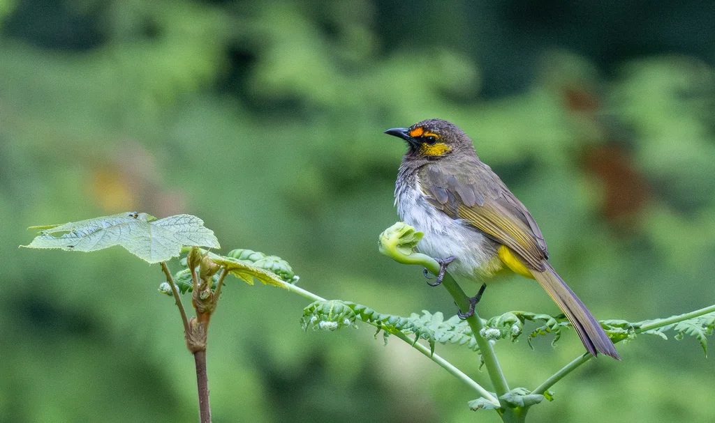 橙斑鹎(Pycnonotus bimaculatus)