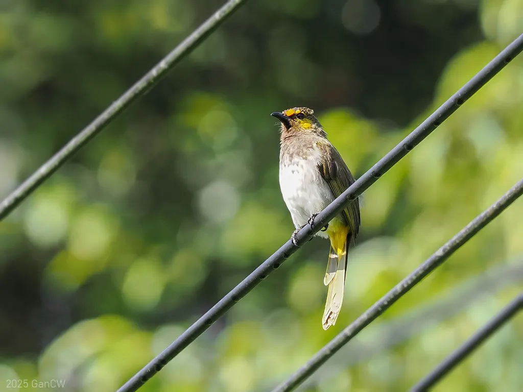 橙斑鹎(Pycnonotus bimaculatus)