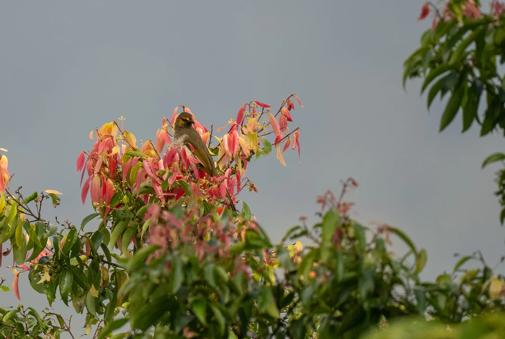 橙斑鹎(Pycnonotus bimaculatus)