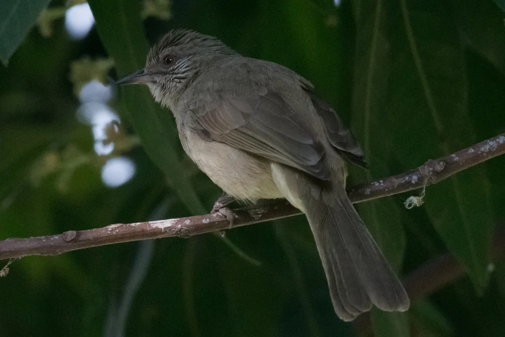 纹耳鹎(Pycnonotus blanfordi)