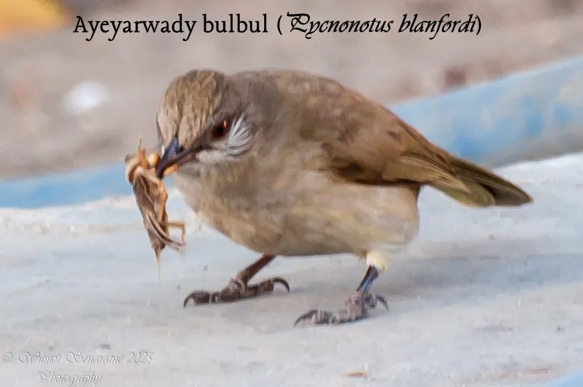 纹耳鹎(Pycnonotus blanfordi)