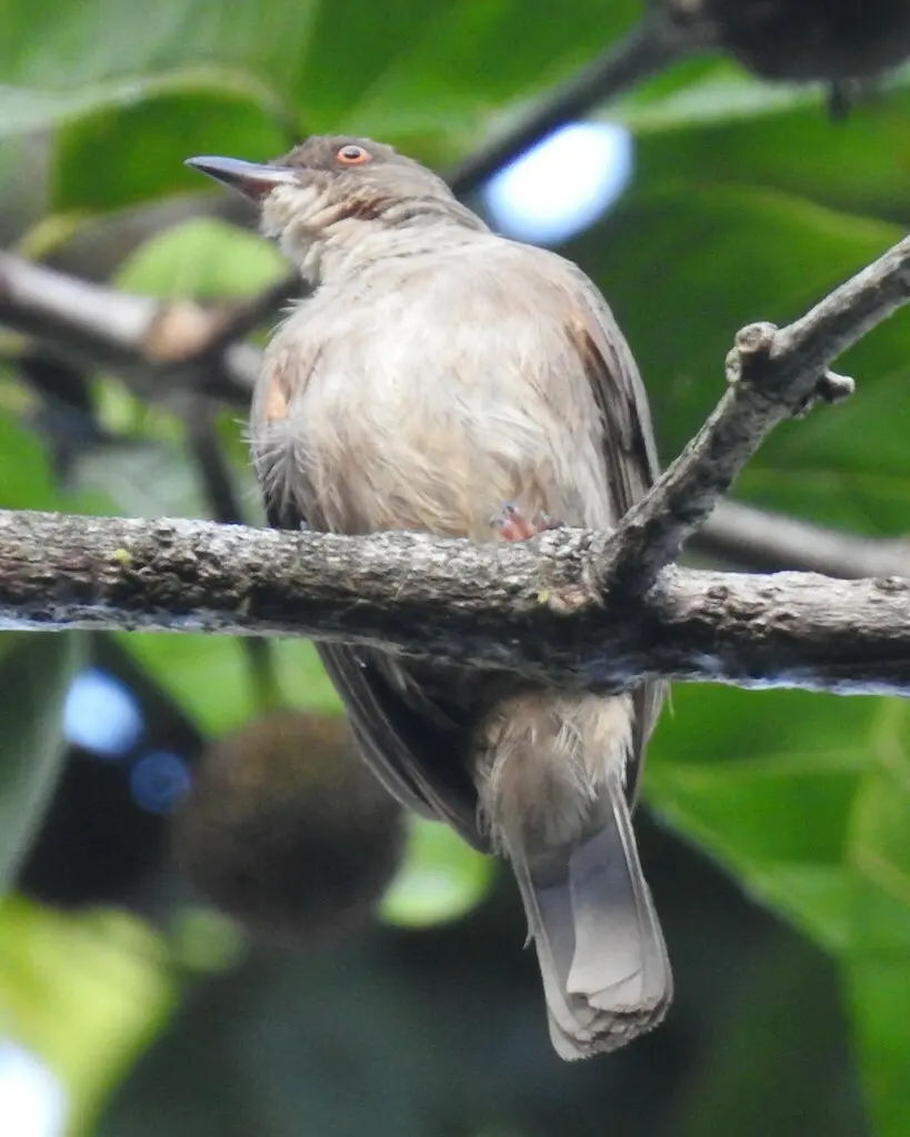 红眼褐鹎(Pycnonotus brunneus)