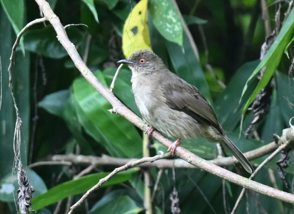 红眼褐鹎(Pycnonotus brunneus)