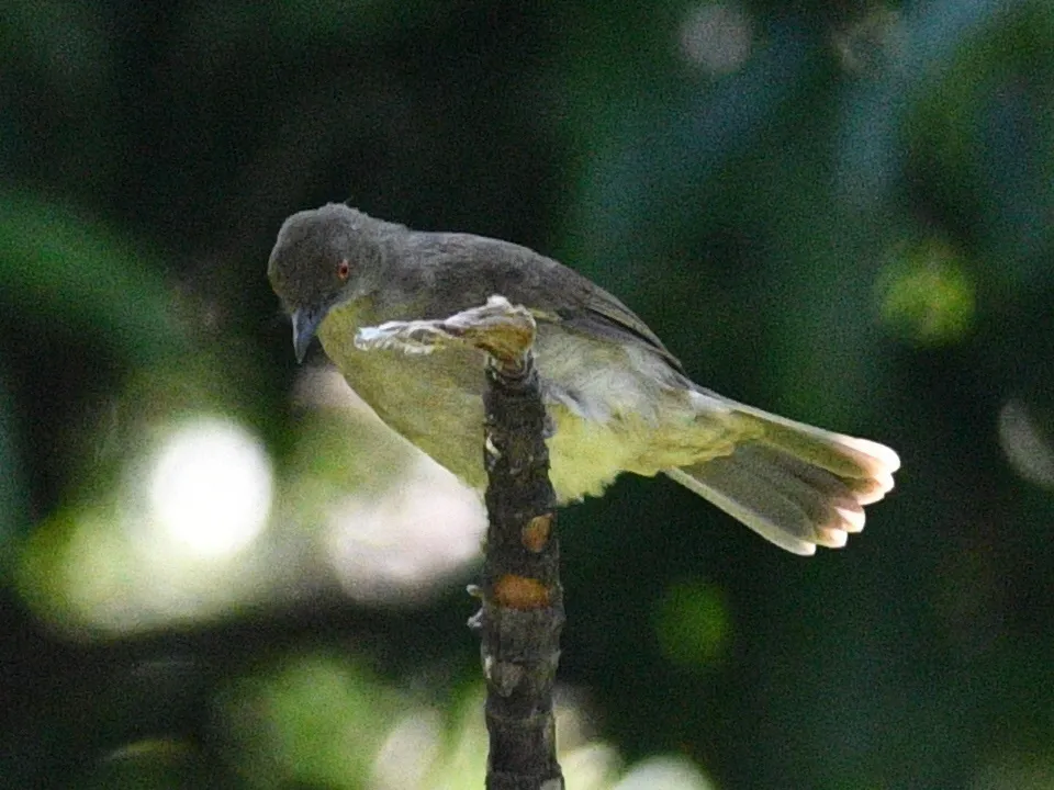 红眼褐鹎(Pycnonotus brunneus)