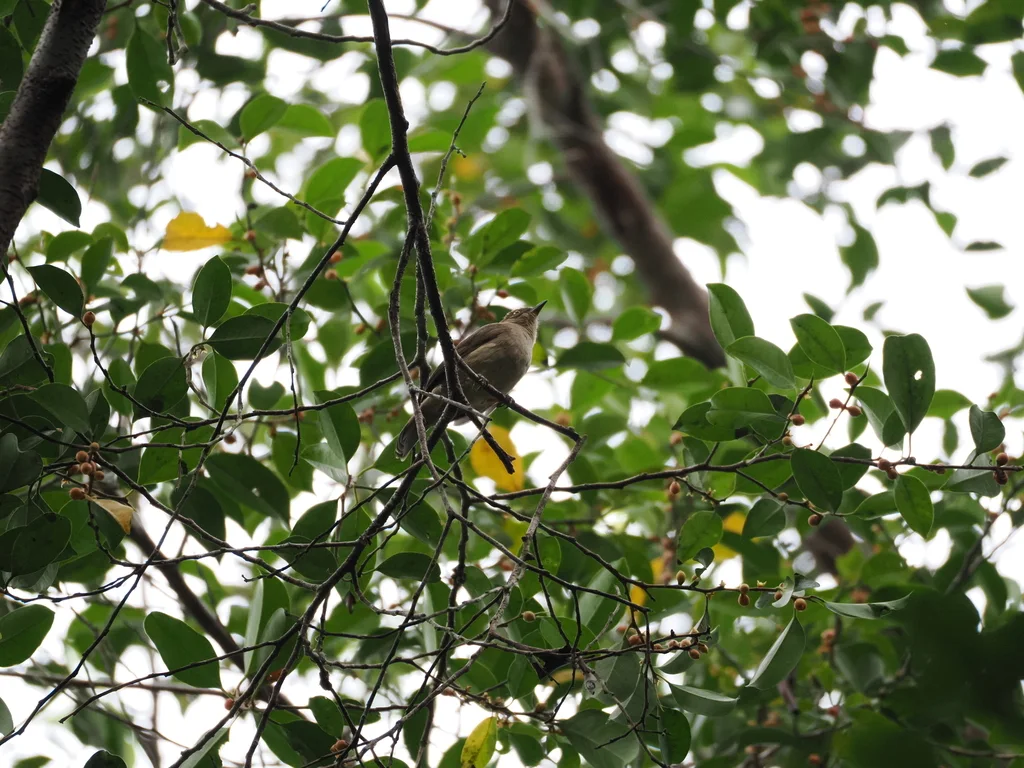 红眼褐鹎(Pycnonotus brunneus)