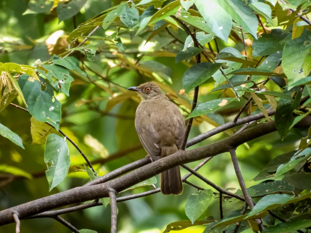 红眼褐鹎(Pycnonotus brunneus)
