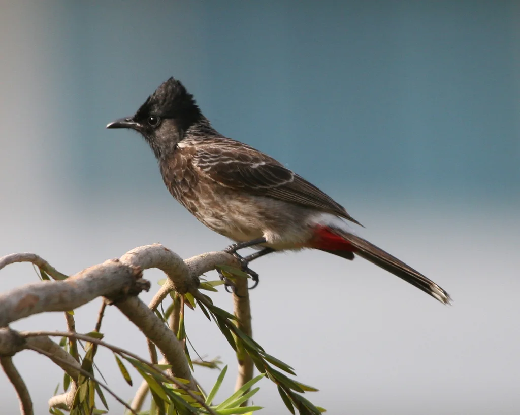 黑喉红臀鹎(Pycnonotus cafer)