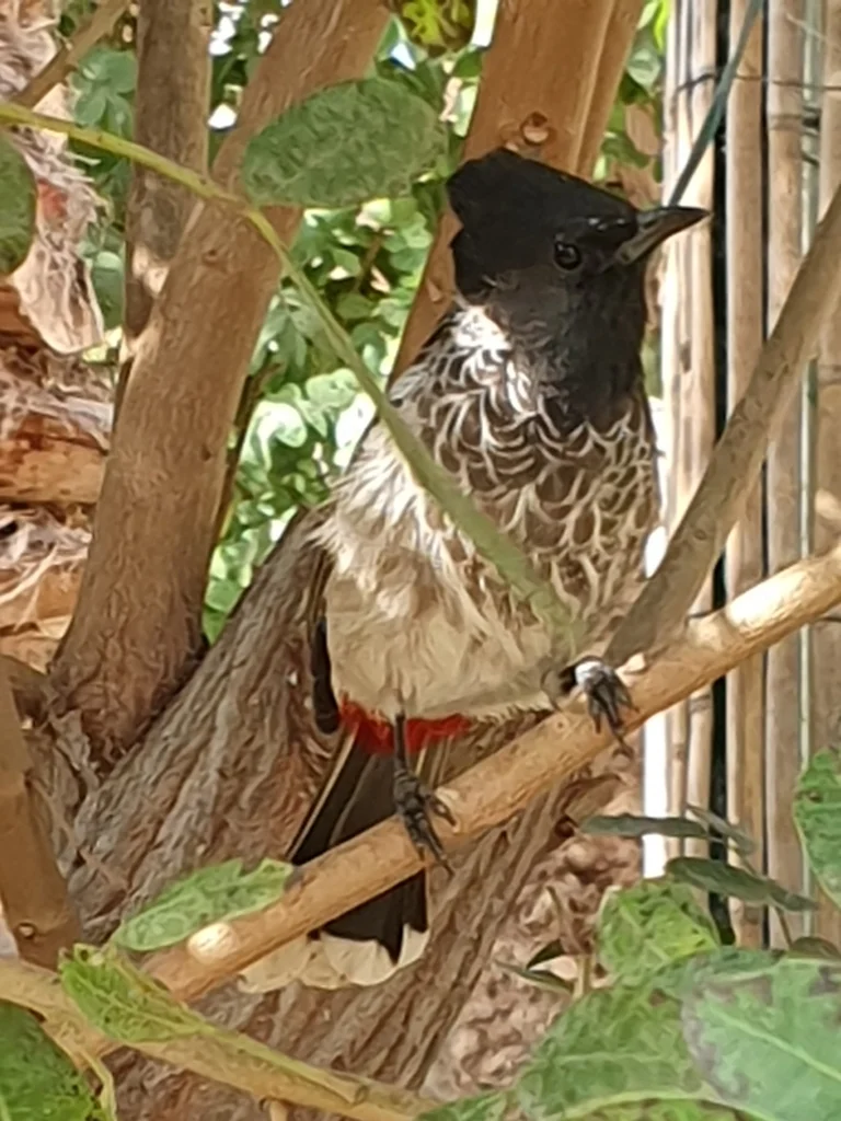 黑喉红臀鹎(Pycnonotus cafer)