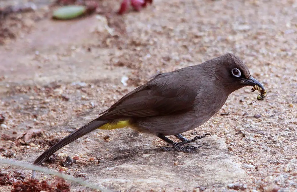 南非鹎(Pycnonotus capensis)